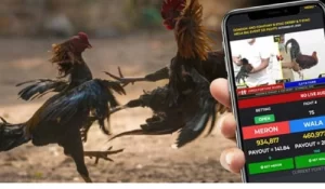 Sabong: A Complete Guide for Beginners at AH88 PH