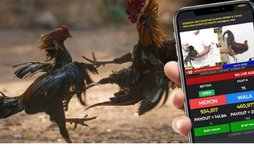 Sabong: A Complete Guide for Beginners at AH88 PH